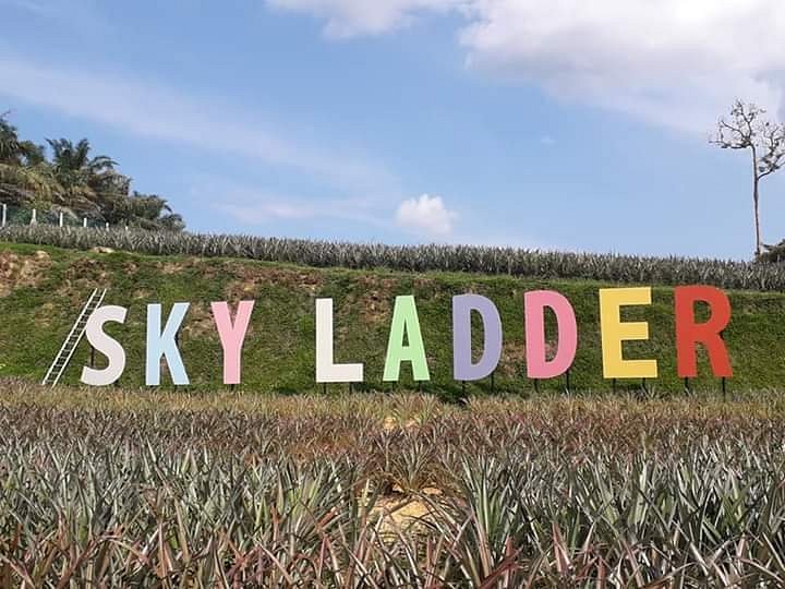 Sky Ladder Pineapple Farm image