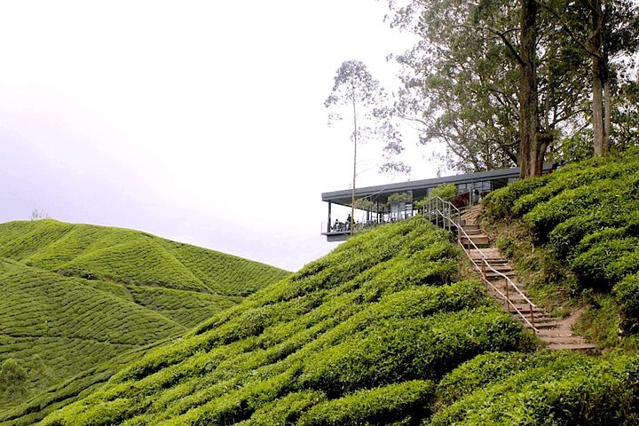 2024 Cameron Highlands Tour From Kuala Lumpur Special Deal   Caption 