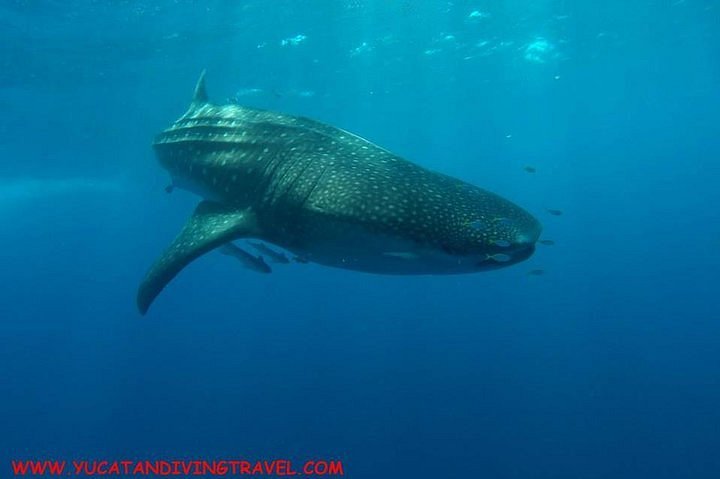 whale shark diving tulum