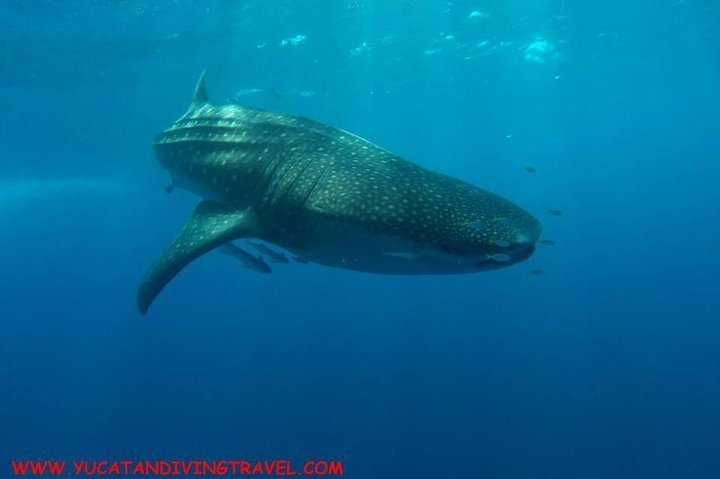 whale shark diving tulum