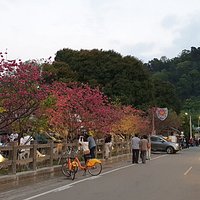 泰安派出所櫻花林