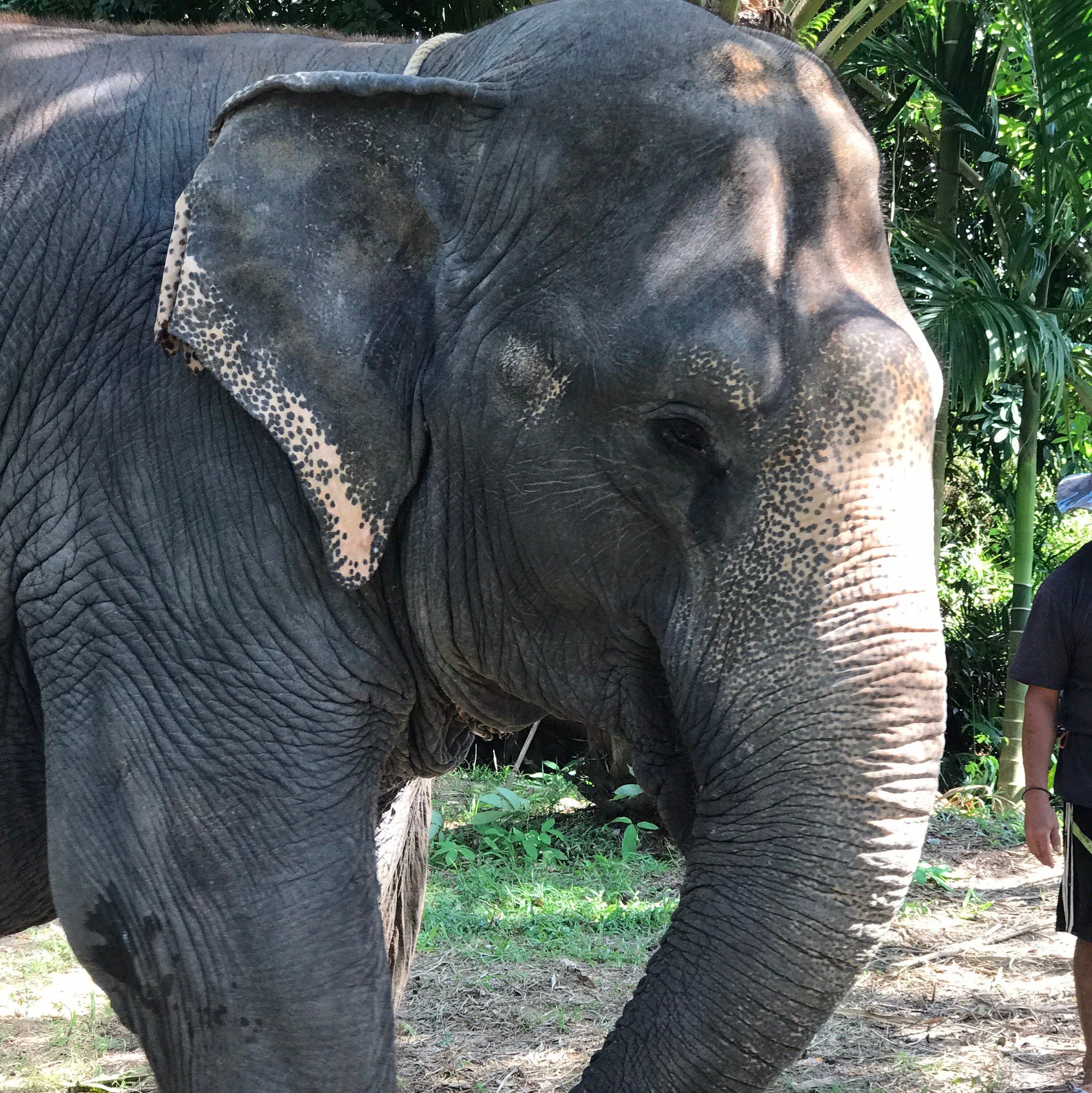 KRABI ELEPHANT SANCTUARY (Krabi Town): Ce Qu'il Faut Savoir Pour Votre ...