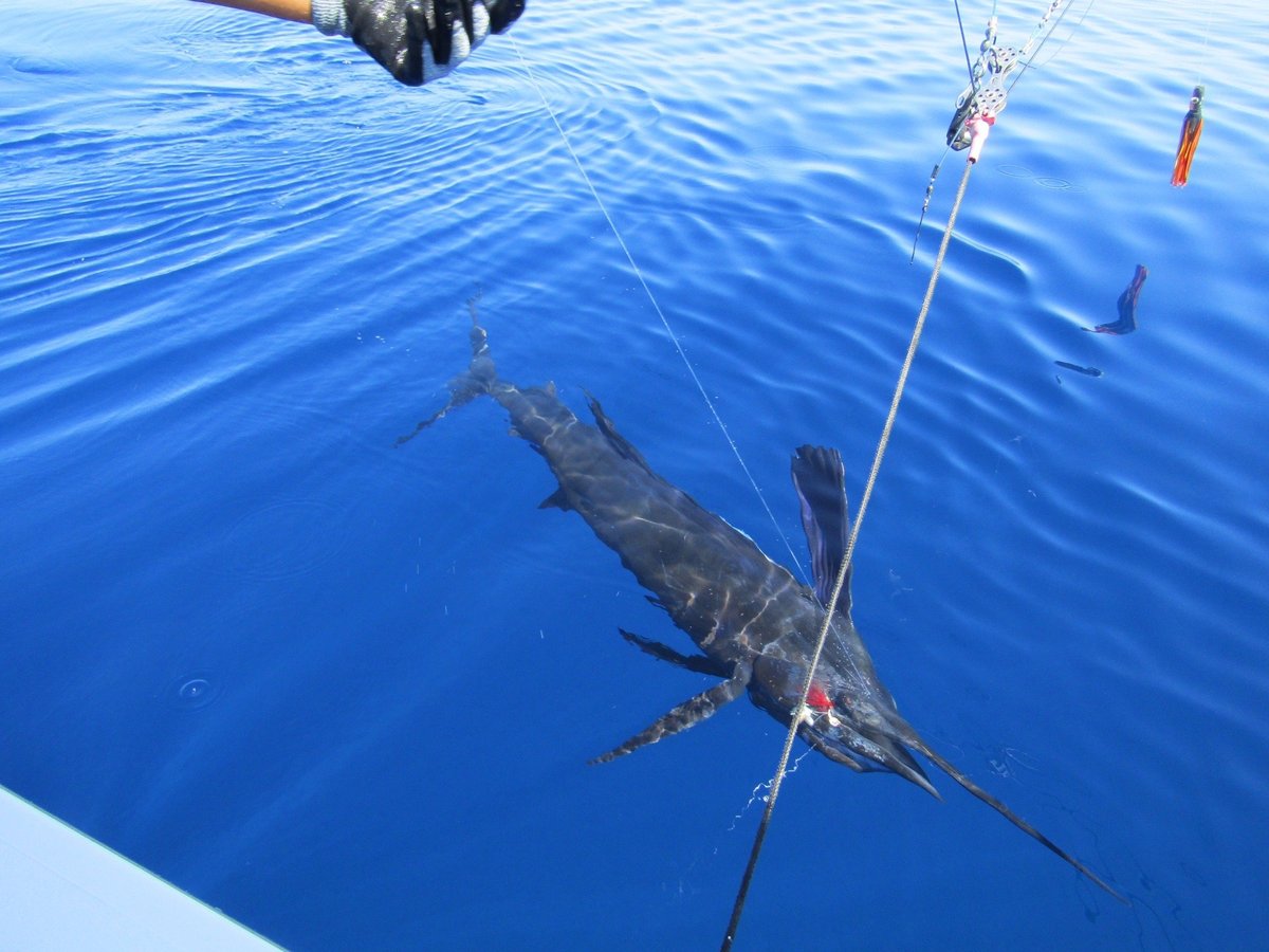 Los Suenos Sportfishing Charters (Herradura) - All You Need to Know ...