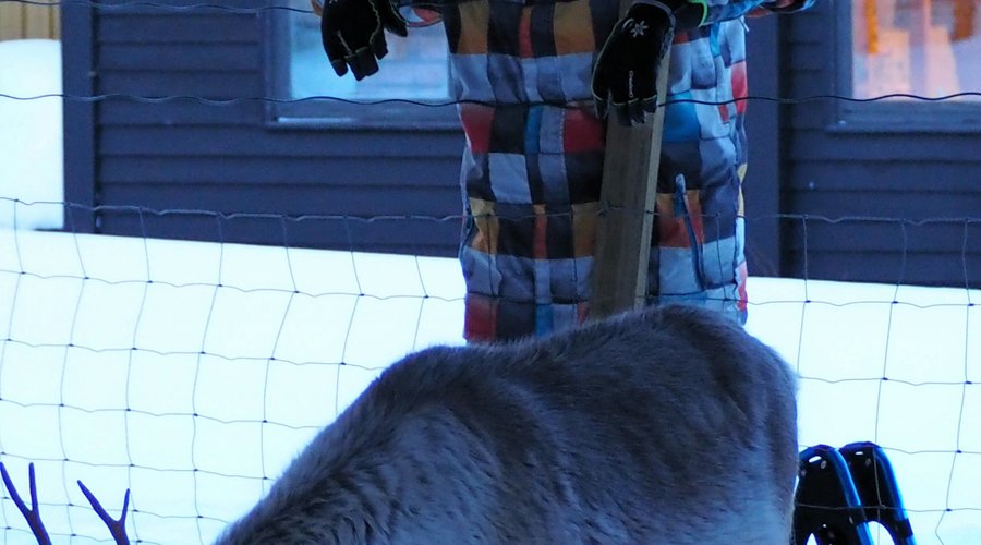 Snowshoeing and meeting Miessi at Seiland House