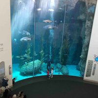 Skip the Ticketing Line: Aquarium of the Pacific General Admission Ticket