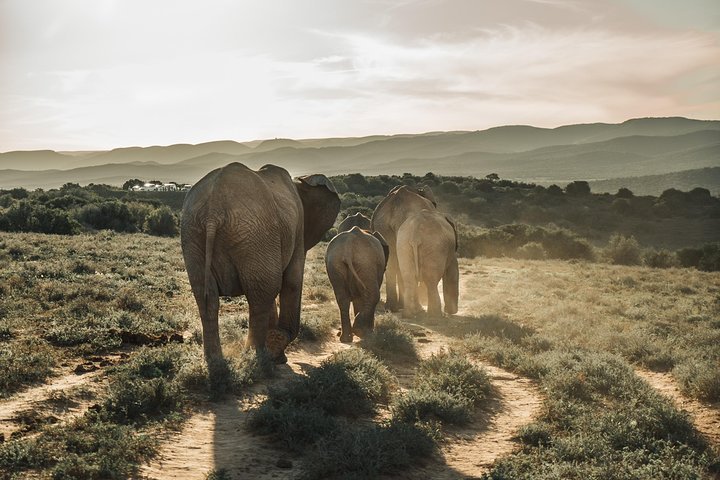 2023 Addo Elephant National Park All Inclusive Full-Day Safari