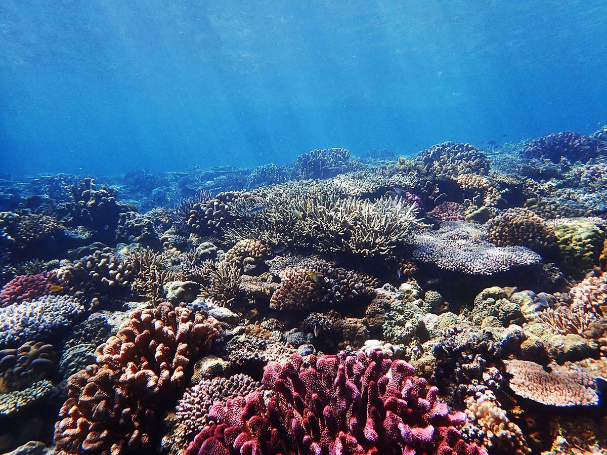 Heichao Dive in Okinawa (Onna-son) - All You Need to Know BEFORE You Go