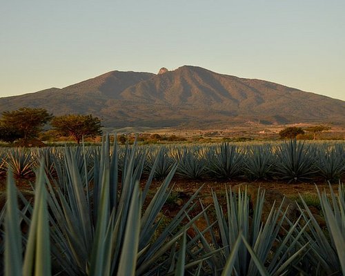 tequila tours jalisco