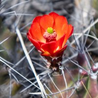 Seminole Canyon State Park and Historic Site (Comstock Val Verde County ...