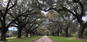 are dogs allowed at boone hall plantation