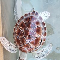 Cayman Turtle Centre: Island Wildlife Encounter (West Bay) - 2022 All ...