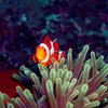 IslandAdventurediver