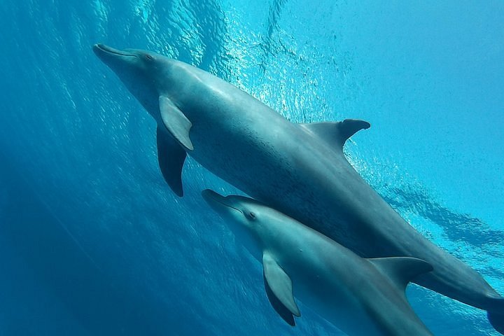 5 Day Swimming with Dolphins & Yoga Retreat on The Red Sea, Egypt