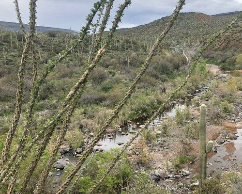 2023 O Que Fazer Em Cave Creek Os 10 Melhores Pontos Turísticos Tripadvisor 6913