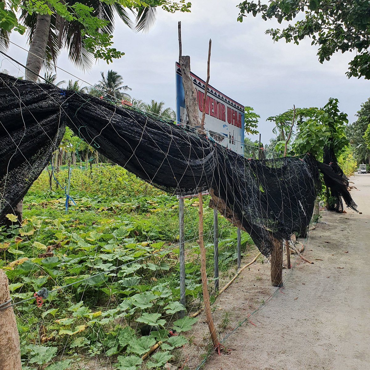 BLUE WATER THODDOO INN (Тходду) - отзывы и фото - Tripadvisor