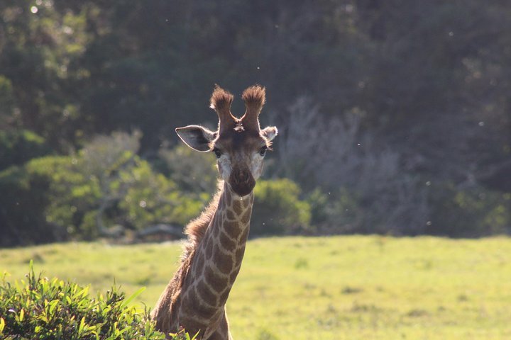 KRAGGA KAMMA GAME PARK (Port Elizabeth) - 2022 Qué Saber Antes De Ir ...