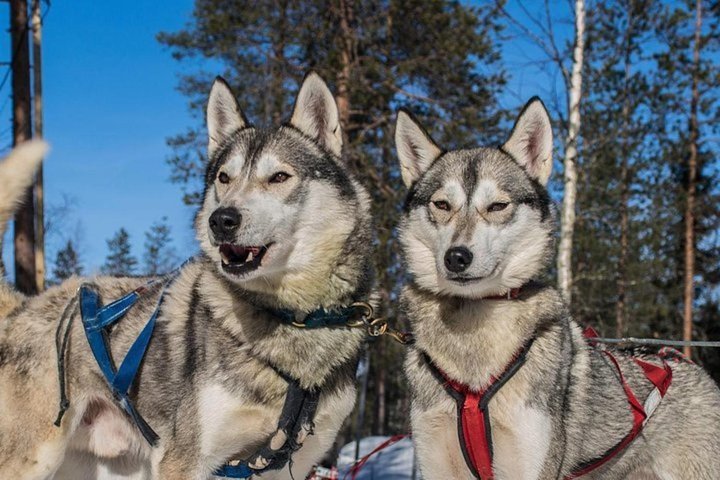 levi's 16 husky