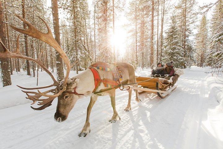 Reindeer skin from Lapland sale 5