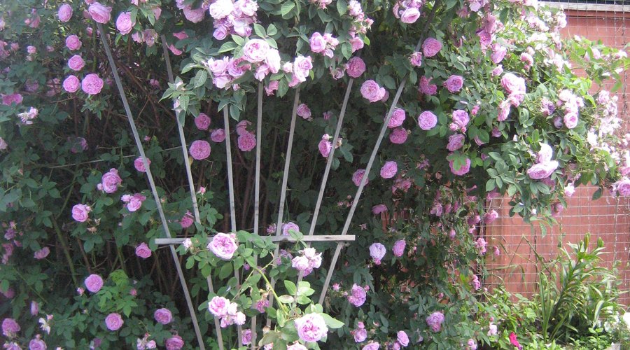 A blooming tea rose in May, on a bright Okanagan day To the delight of the young and old, a fragrance so sweet yet sooo bold.  Reminds me of Grandma"s garden and a step towards loveliness a start.    An aromatic vision that fills the heart!
