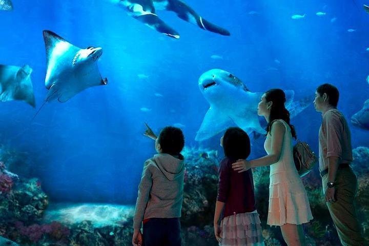 2024 S.E.A. Aquarium Singapore (Sentosa Island) - Tripadvisor