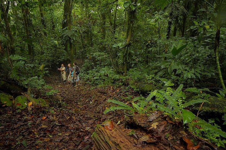 2024 Jungle Expedition through The Childrens Eternal Rainforest