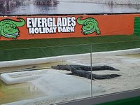 It's an alligator from a birds view - Review of Sawgrass Mills, Sunrise, FL  - Tripadvisor