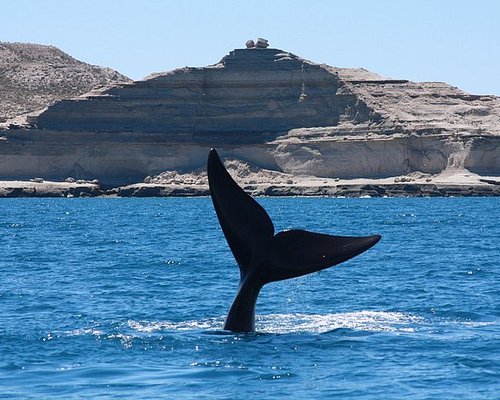 tours to puerto madryn