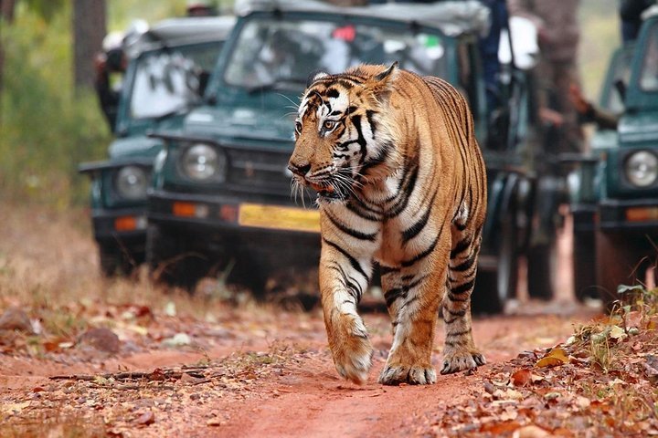 Tripadvisor | Von Jaipur: Sunrise Trip Zum Ranthambore National Park ...