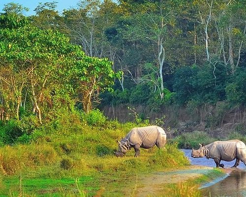 safari in chitwan