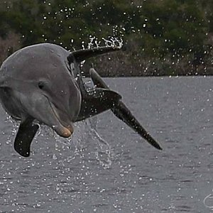dolphin tour explorer