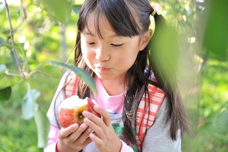 Фрукт харра. Японские фрукты. Фрукты в Японии. Покажи японские фрукты. Information about Fruits.