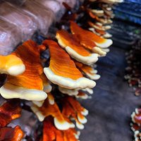 Wonder Farm Mushroom (Taiping) - All You Need to Know BEFORE You Go