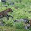 DayaSafari