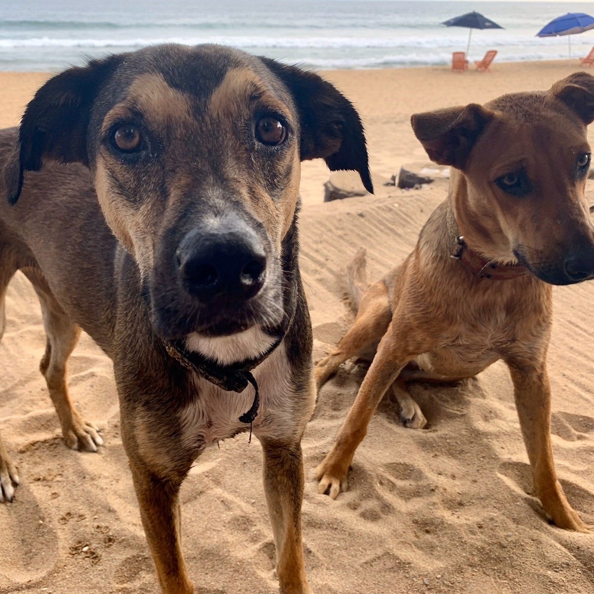 Playa Zipolite - Lo que se debe saber antes de viajar - Tripadvisor