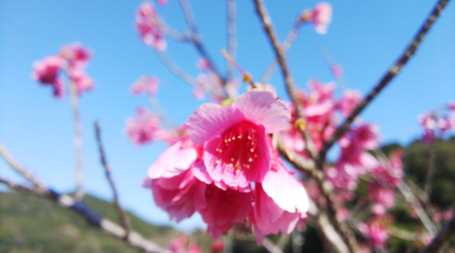 さくら　満開