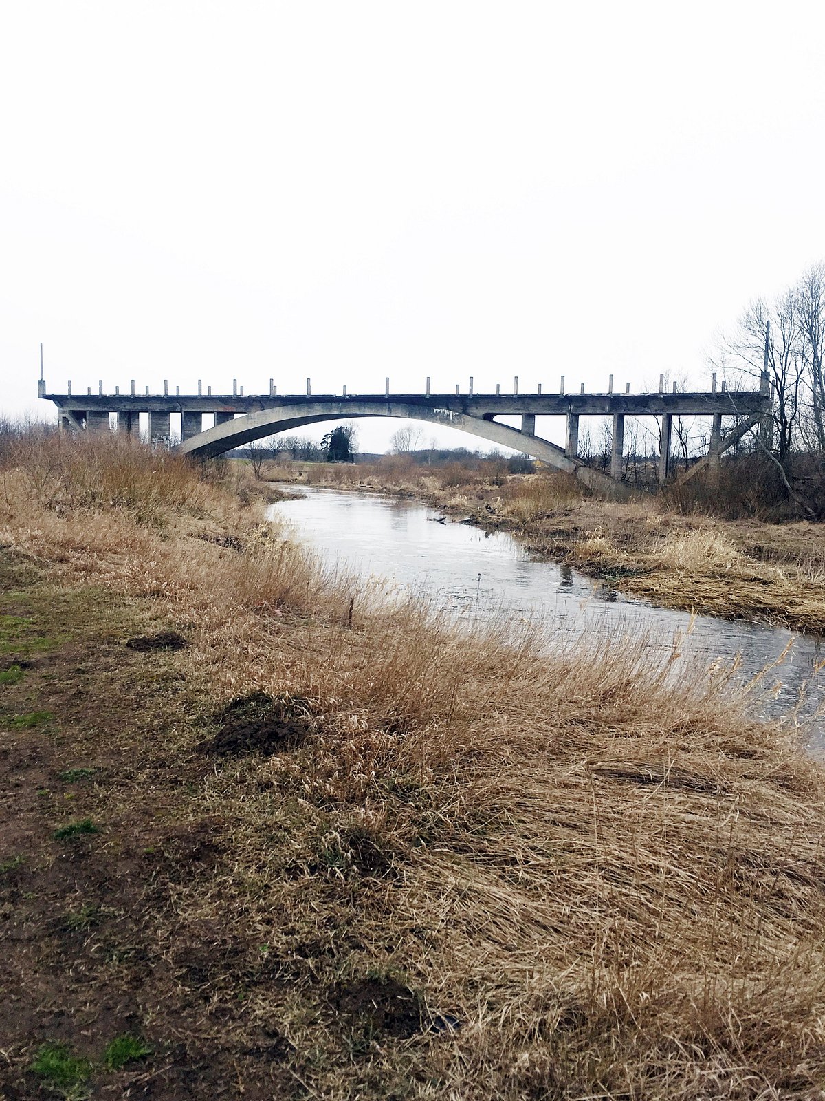 are dogs allowed in the bridge to nowhere