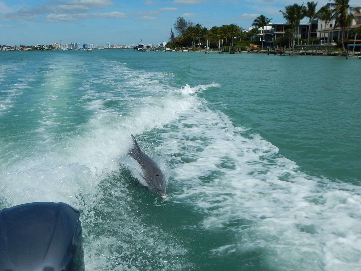 Dolphin Cruise - Suncoast Watersports