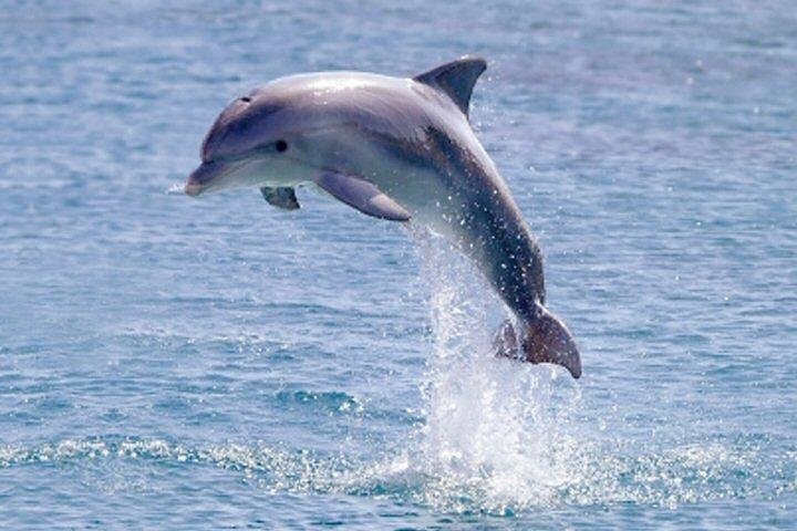 Dolphins Giants 10/8 Sideline Access Field Passes for Sale in Pompano  Beach, FL - OfferUp