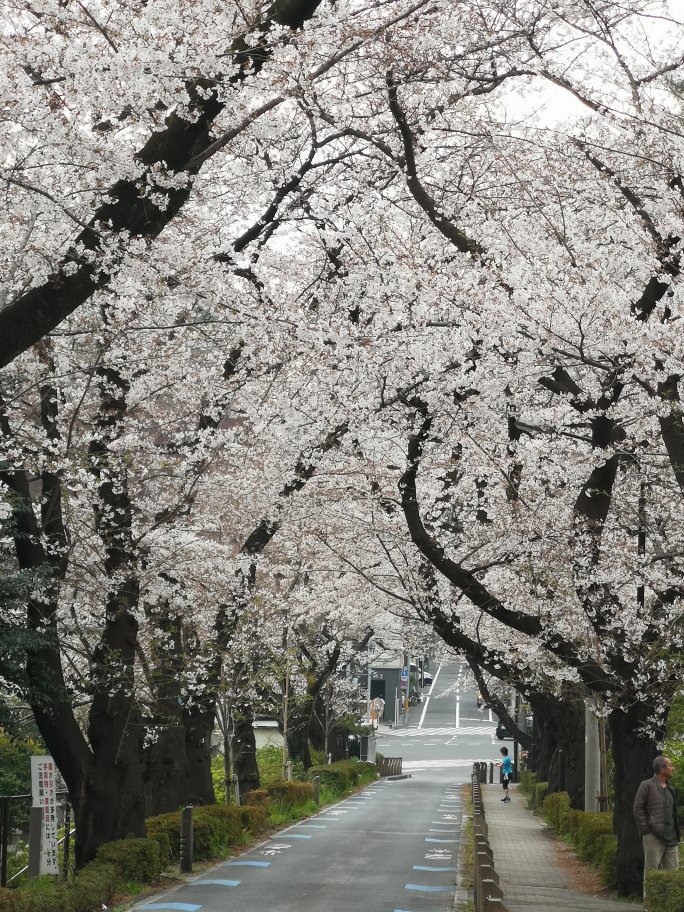 青山墓地 口コミ・写真・地図・情報 - トリップアドバイザー