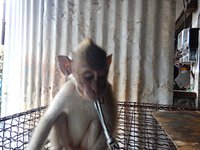 Baby macaque monkeys for sale at Denpasar Bird Market (Pas…