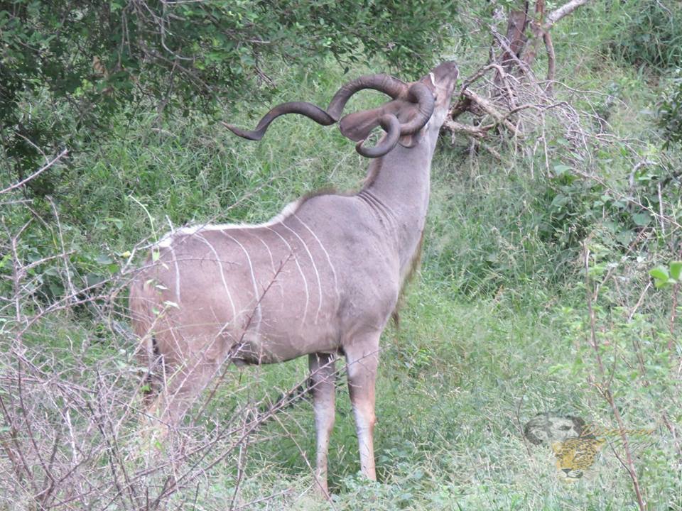 Discover Kruger Safaris (2025) - All You Need to Know BEFORE You Go (with Reviews)