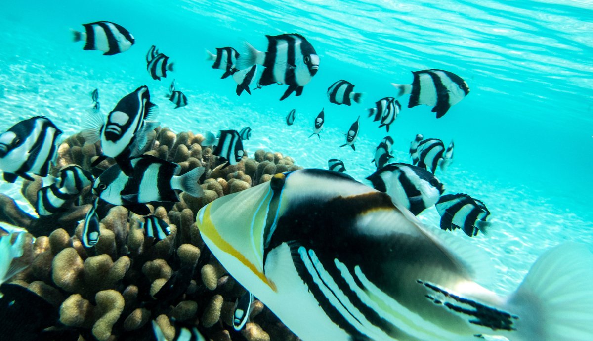 BIYADHOO ISLAND RESORT Updated 2022 Prices & Reviews (Biyaadhoo