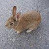 ざっく