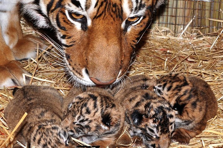 2024 Visit zoo and Ciudad Luján (Buenos Aires)