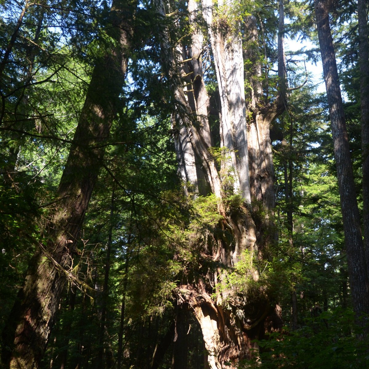 BIG CEDAR TREE KALALOCH - All You MUST Know Before You Go (2024)