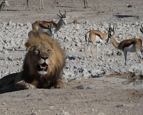 namibia safari tiere