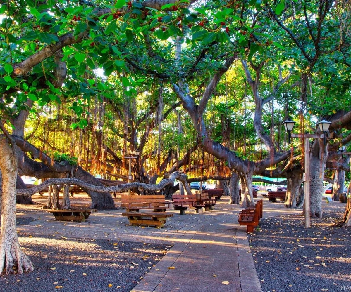 Banyan Trees Pictures