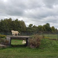 african lion safari hamilton hours