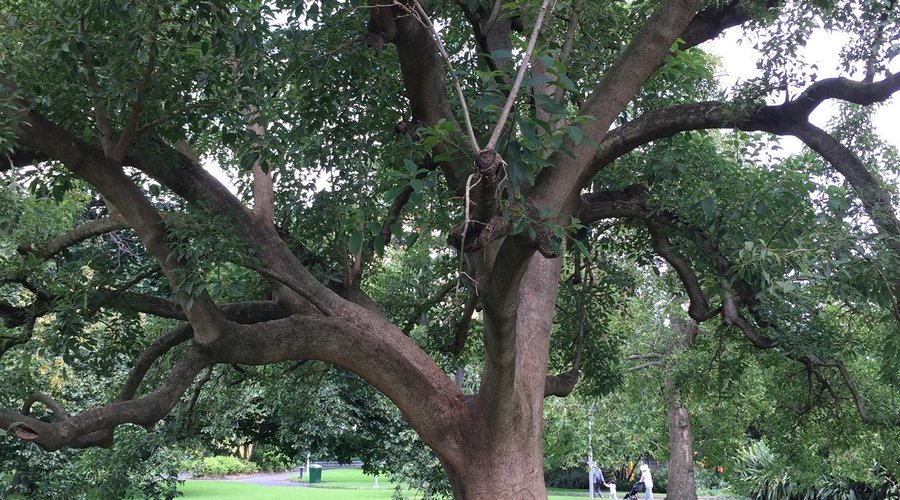 Beautiful trees