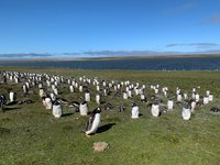 Bluff Cove Lagoon (East Falkland) - All You Need to Know BEFORE You Go